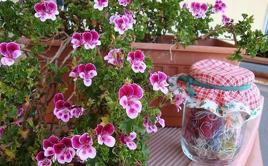 Nuovo Cortile Palermo Bed And Breakfast
